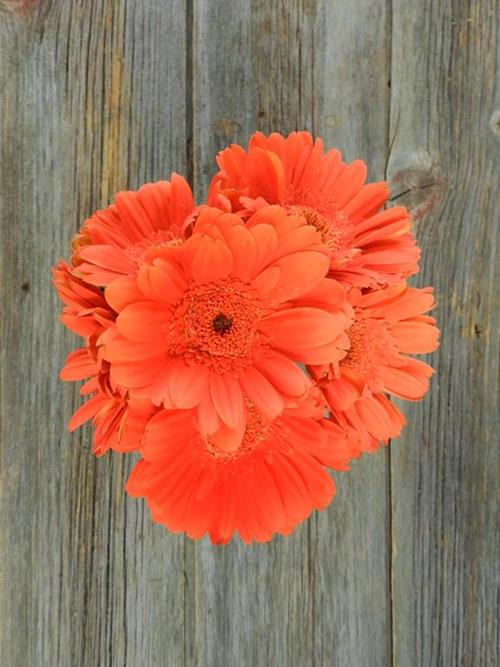 MARINILLA ORANGE GERBERA